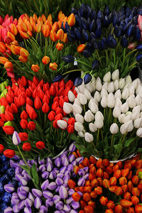 High angle view of multi colored tulips in market