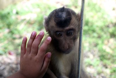 Close-up portrait of monkey on hand