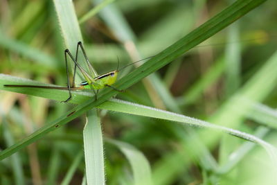 Close-up of insect on grass