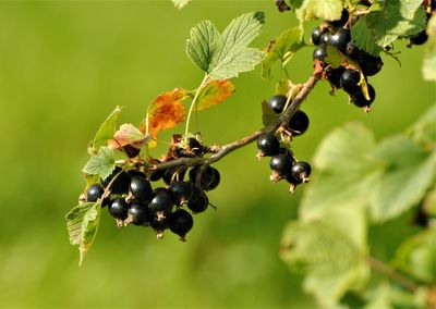 Close-up of berries growing on tree