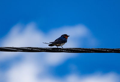 Low angle view of bird perching on cable against sky