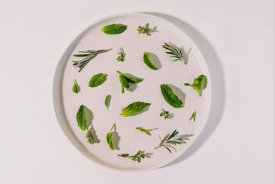 Variety of fresh green herbs on the white plate with harsh shadows, summer, spices, green food 