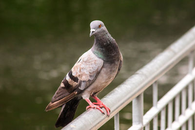 Close-up of pigeon perching on railing