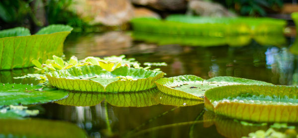 Close-up of lotus water lily in lake