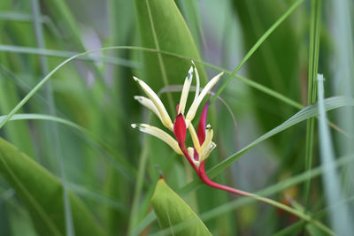 Close-up of flowering plant