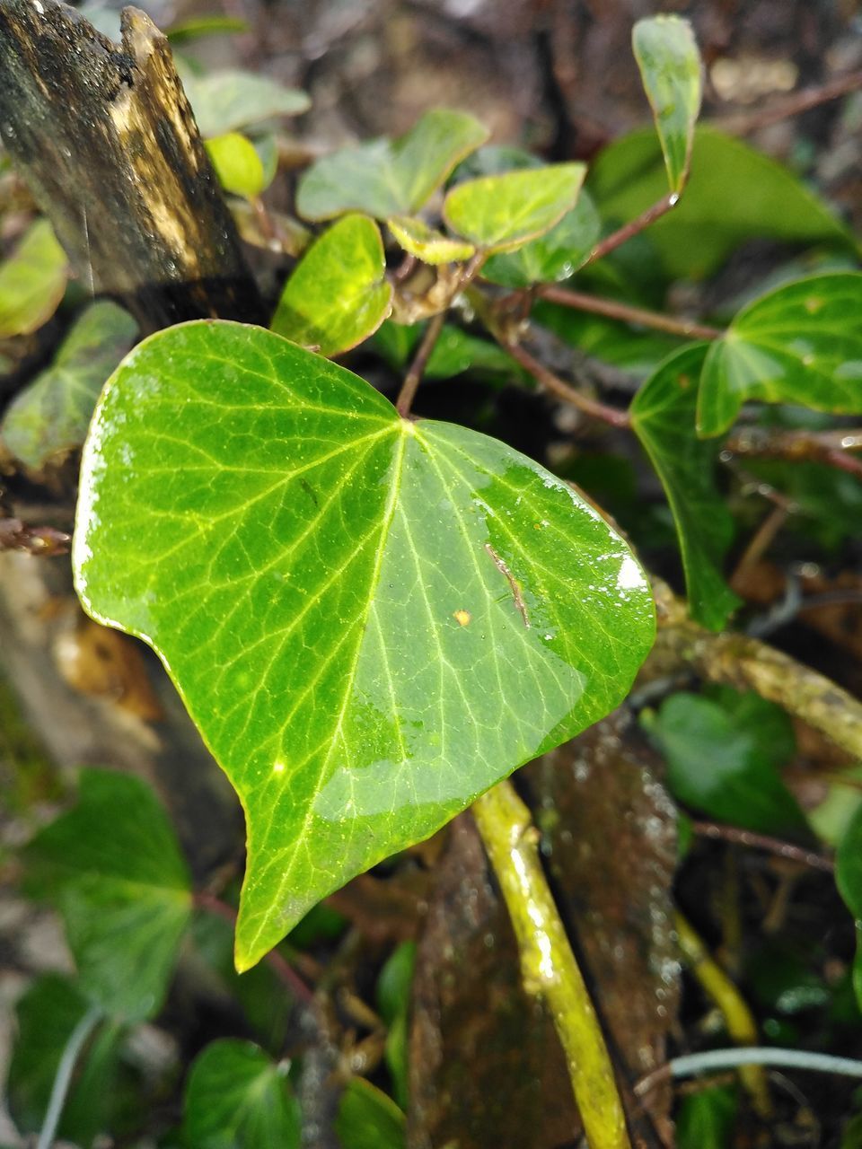 HIGH ANGLE VIEW OF DEW DROPS ON LEAF