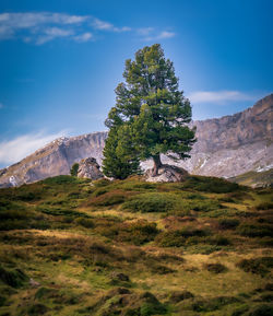 Mystic tree with powerful rock in alpine scenery