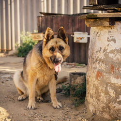 Portrait of dog sitting outdoors