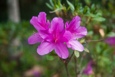 Close-up of pink flower blooming outdoors