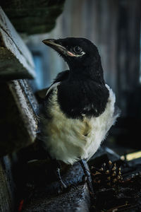 Close-up of a bird perching on wood