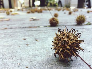 Close-up of pine cone