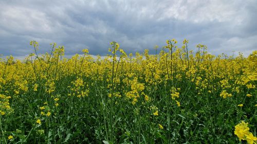 Scenic view of oilseed rape field against sky