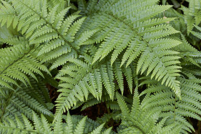 Close-up of fern leaves