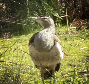 Close-up of bird perching on a field