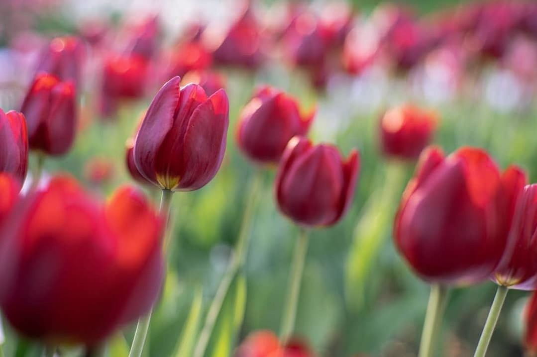 plant, freshness, flower, flowering plant, beauty in nature, red, tulip, growth, close-up, nature, selective focus, fragility, no people, vulnerability, multi colored, field, flowerbed, bud, food, green color, ornamental garden, flower head, springtime, outdoors, purple