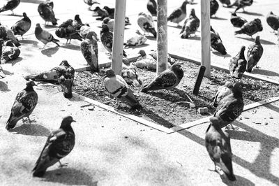 Birds perching on ground