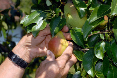 A tree with green and red pears, healthy and delicious fruits