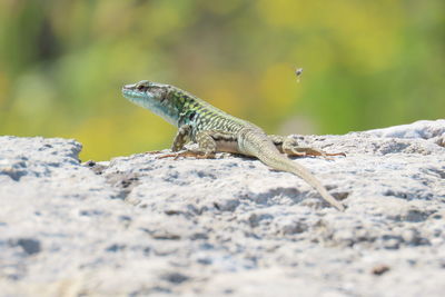 Close-up of lizard on rock