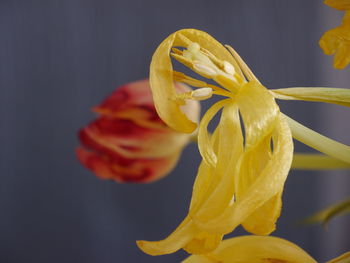 Close-up of yellow flower against blurred background