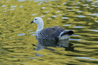 High angle view of duck swimming in lake