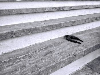 High angle view of bird on wall