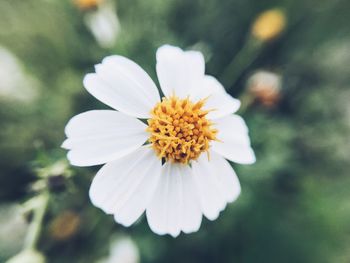 Close-up of flower blooming outdoors