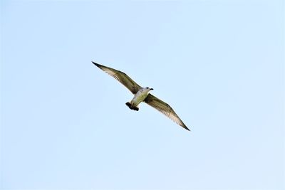 Low angle view of eagle flying against clear sky