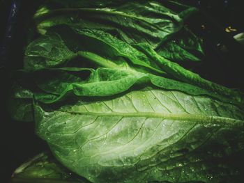 Close-up of green leaves