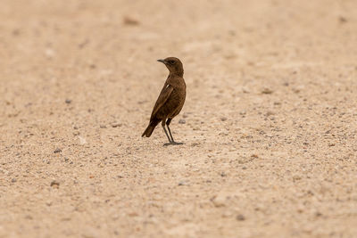 Bird perching on sand