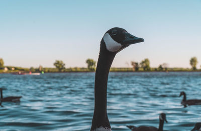 Close-up of bird in lake against sky