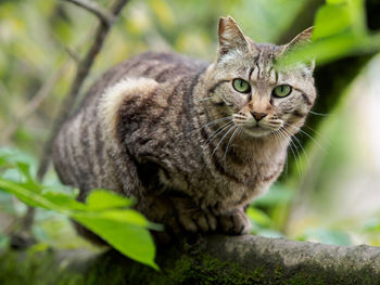 Close-up portrait of cat sitting on tree trunk