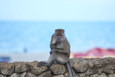 Monkey sitting on rock