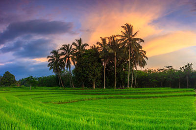 The view of the evening sky over the beautiful rice fields