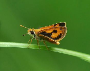 Close-up of insect perching on plant