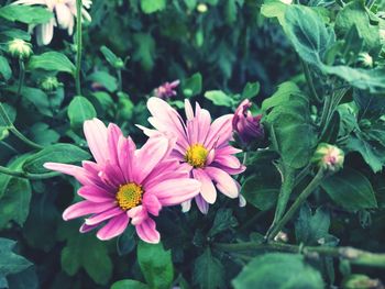 Close-up of pink flowering plant