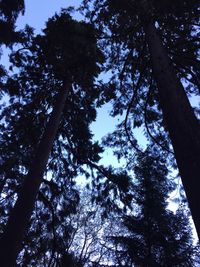 Low angle view of tree against sky