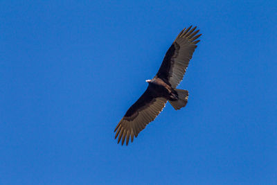 Low angle view of eagle flying against blue sky