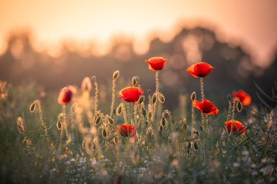 Close-up of red poppy flowers in field