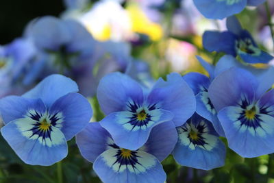 Close-up of purple flowering plants