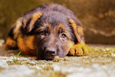 Close-up portrait of puppy