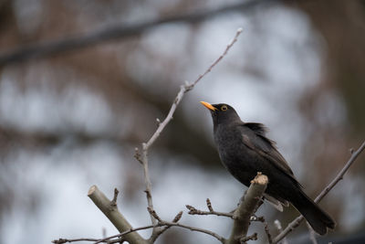 Bird perching on a tree