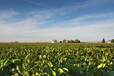 Scenic view of agricultural field against sky