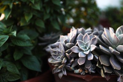 Close-up of succulent plant