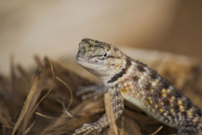 Close-up of a lizard looking away