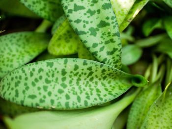 Close-up of succulent plant