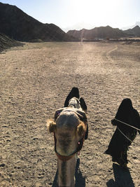 Horse on sand at field against sky