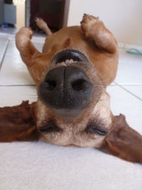 Close-up portrait of dog relaxing at home