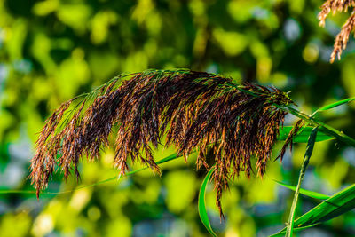 Close-up of wilted plant