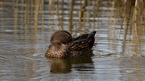 Birds swimming in lake