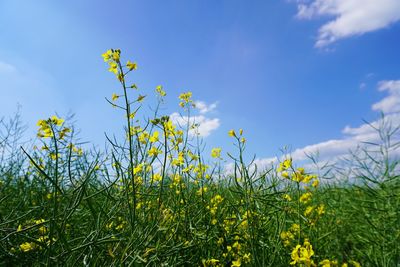 Low angle view of flowering plants on field against sky